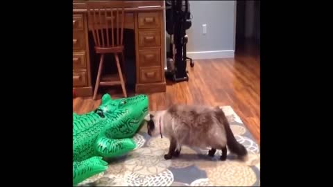 Funny Cat gets SCARED by CROCODILE