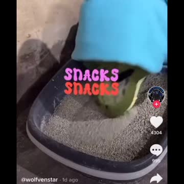 Interviews Woman Who Identifies As A Wolf