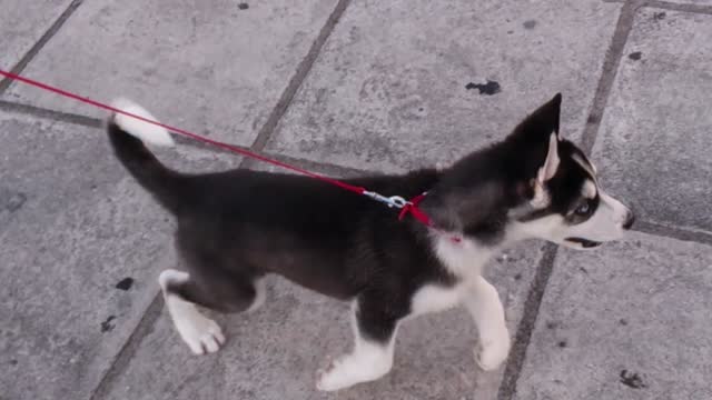 Husky puppy sees pigeons for the first time