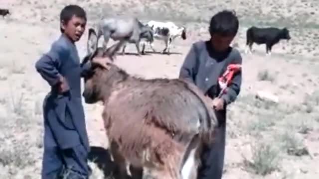 Donkey funny videos
