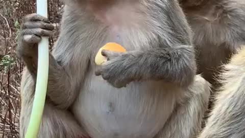 Funny monkey 🐒 eating an apple