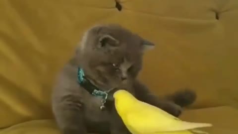 Playing cat and yellow parrot