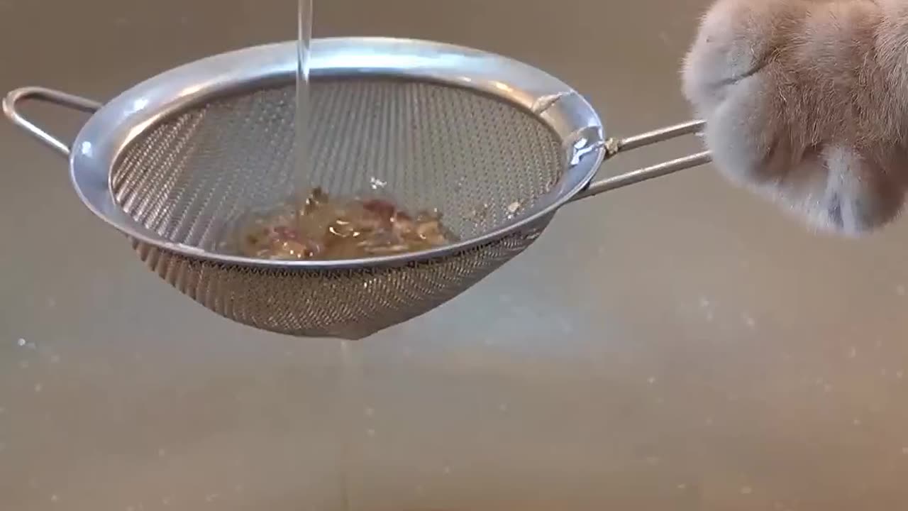 Cat is cooking