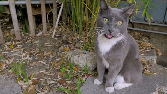 Adorable gray and white cat looks at the camera, meows and sticks out his tongue