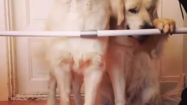 Golden Retrievers simultaneously perform hide-and-seek trick