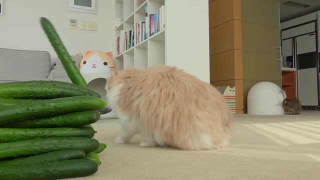 Cats vs Cucumber #16 - Our Pets 🐶