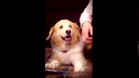 Animal funny moments