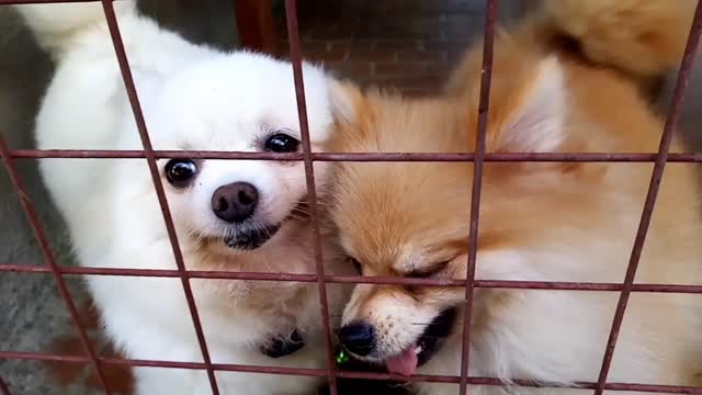 Adorable, cute and funny pomeranian dogs