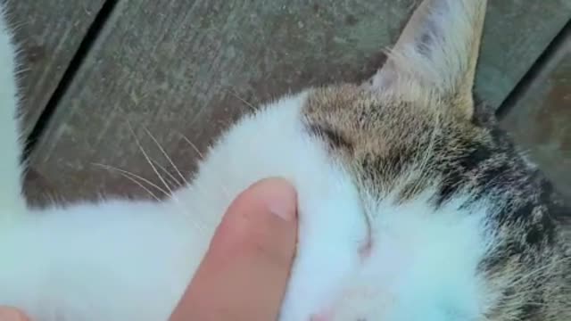 a touchy cat