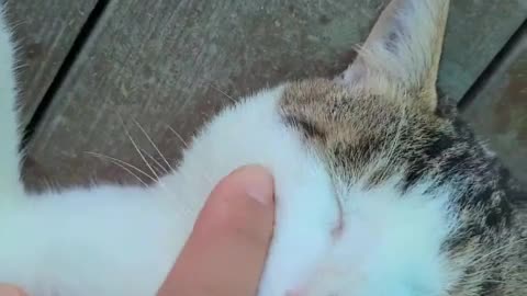 a touchy cat