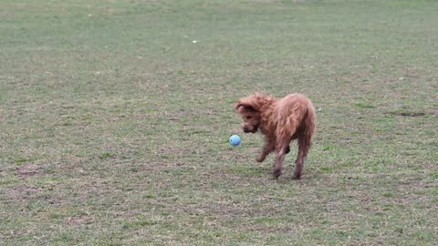 Fun, feel good video, dogs playing outdoor.