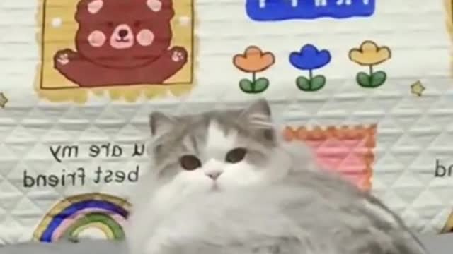 Cat funny video animal video tik tok video pet and animal short funny video