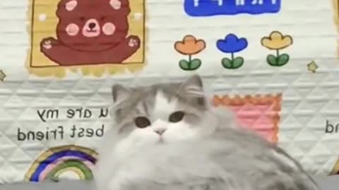 Cat funny video animal video tik tok video pet and animal short funny video