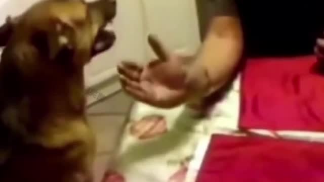 Funny animal video collection