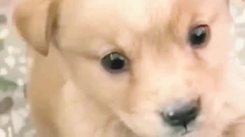 Cute dog video dog funny video