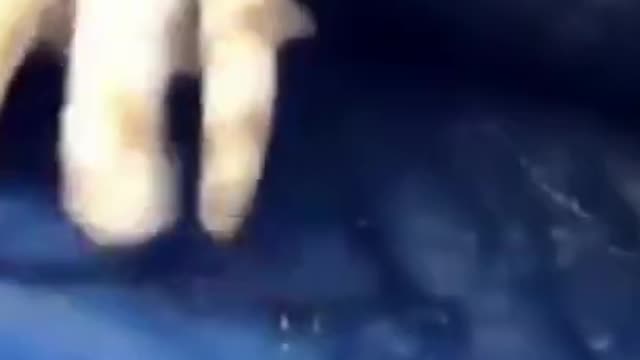 Amazing_funny_cat_ video