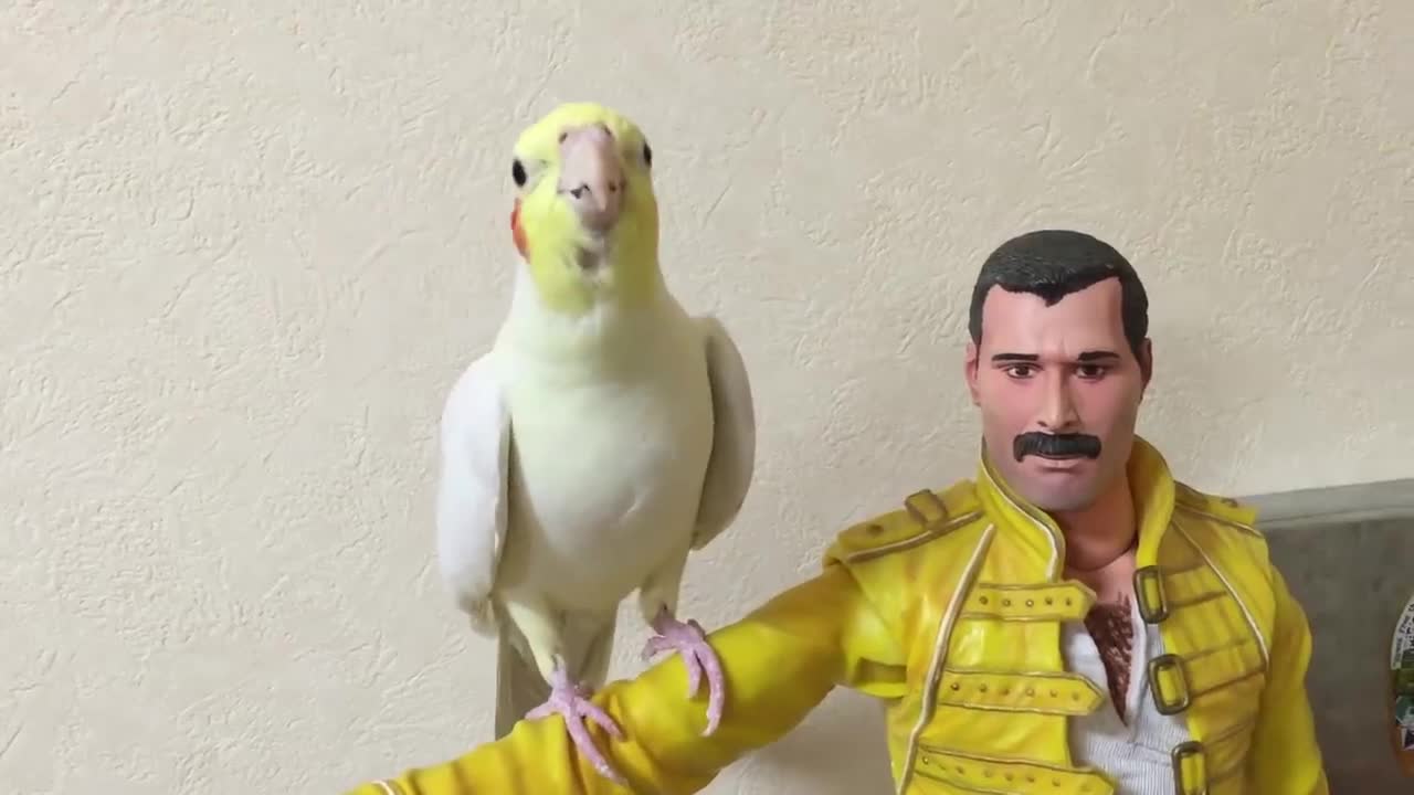 Cockatiel sings Another One Bites The Dust＆Radio GaGa