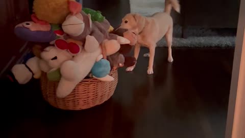 Dog Pulls Toy Out of Massive Pile