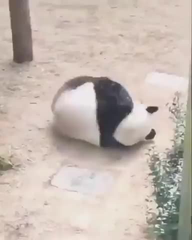 That’s how I roll…😏😂😵‍💫🐼