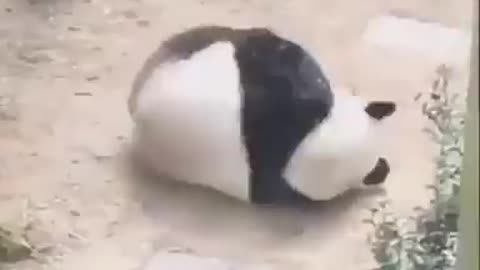 That’s how I roll…😏😂😵‍💫🐼