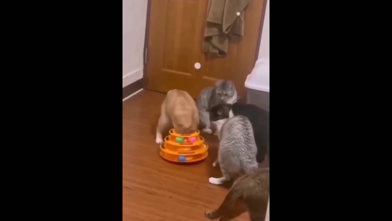 Best funny cat videos that will make you augh all day long