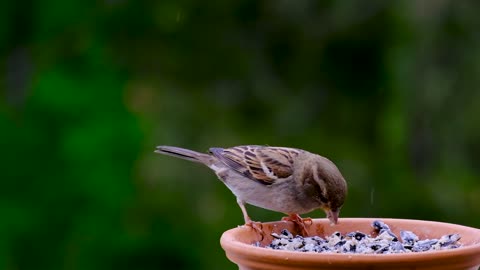 A beautiful bird eating closeup video.