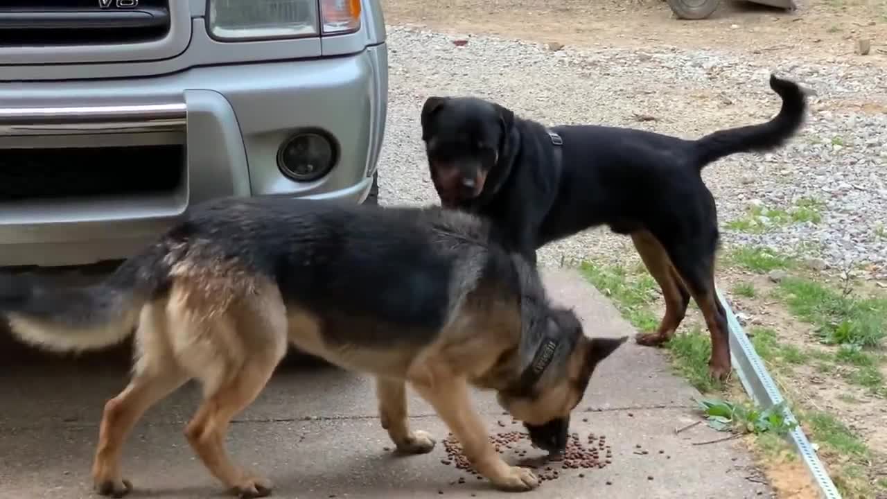 Aggressive one year old Rottweiler challenges alpha German Shepherd_2