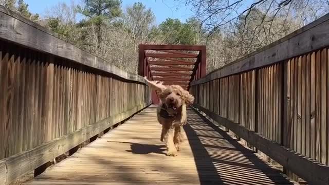 Brown dog running on bridge with tongue out in slow motion