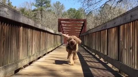 Brown dog running on bridge with tongue out in slow motion