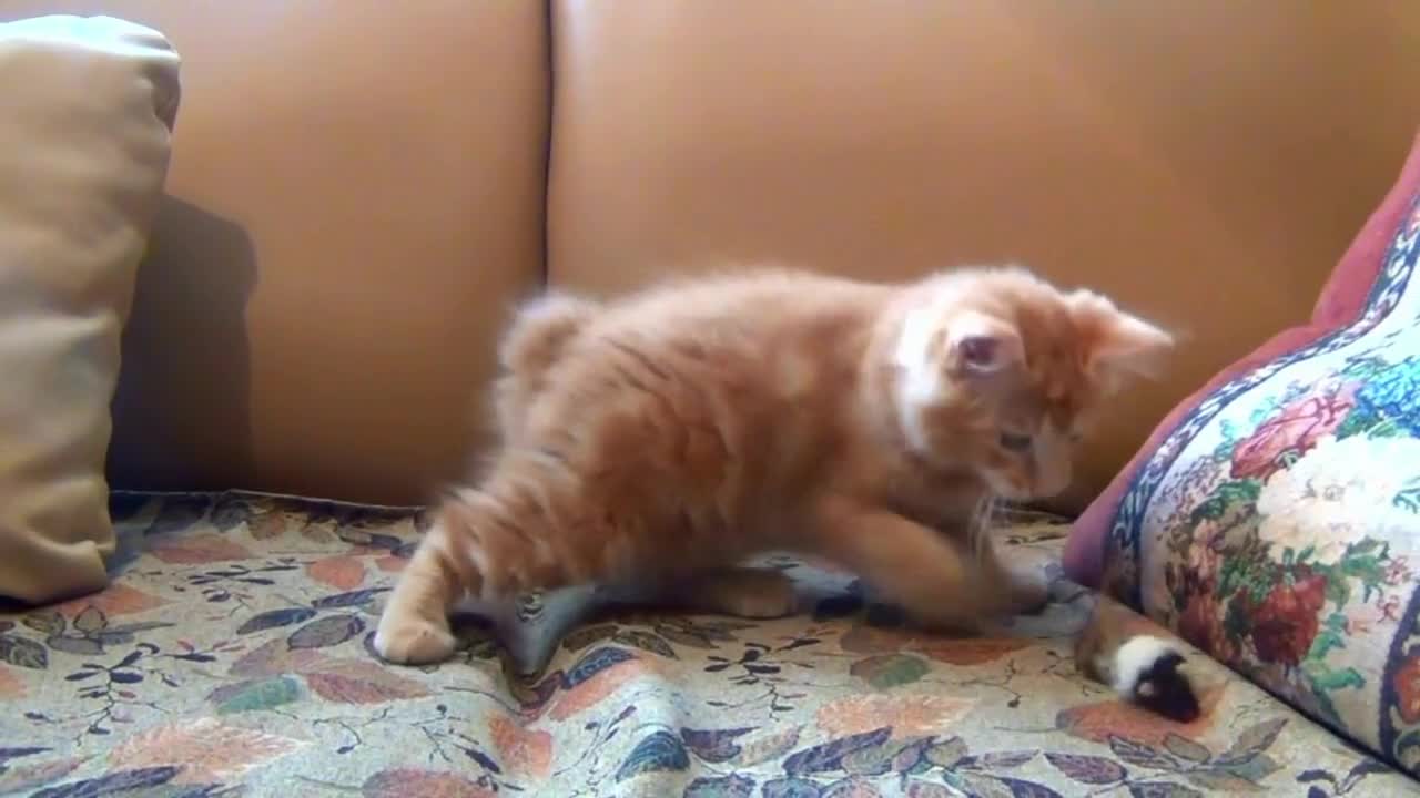 Little kitten playing with his toy mouse