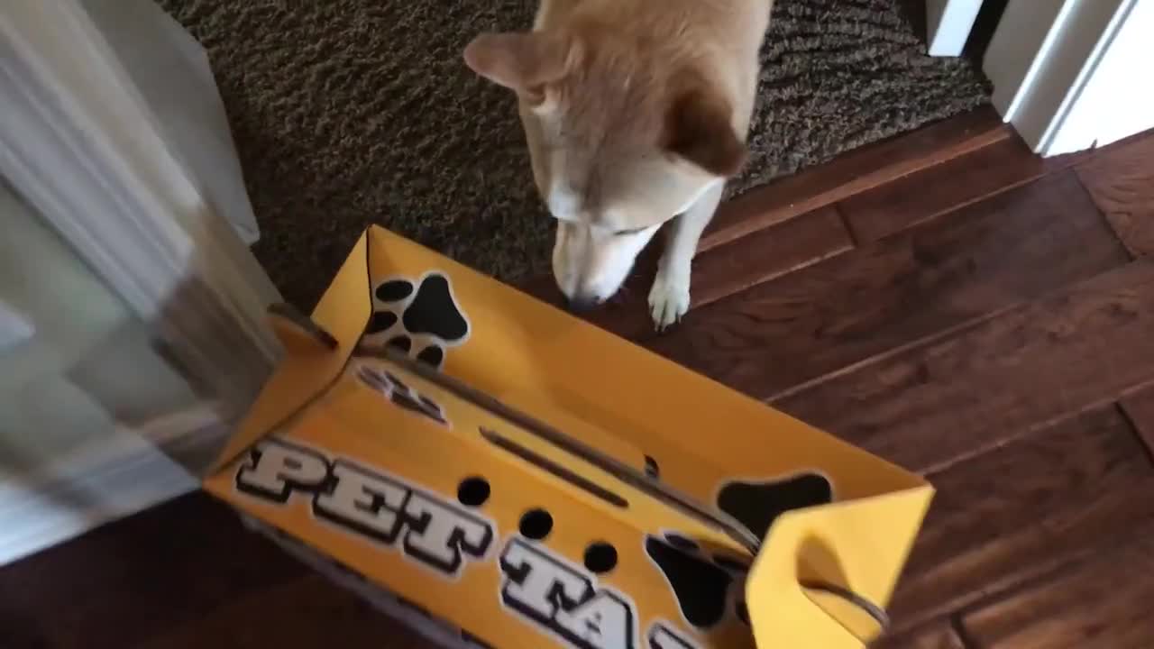 Shiba Inu emocionado por tener un nuevo amigo gatito