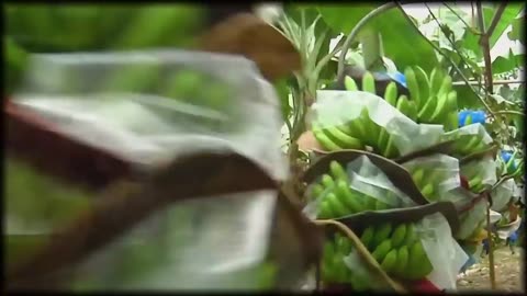 How Millions of Bananas Are Harvested & Processed | Inside the Banana Industry | WSJ Tech