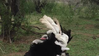 Ostrich Showing Off