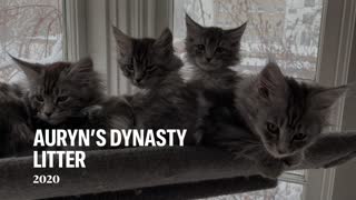 AUYRN’s “Dynasty” Litter 2020