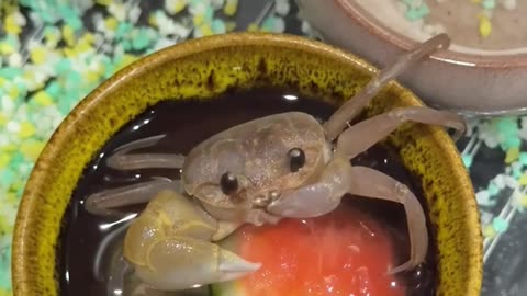 Craby Eating Watermelon 🦀🍉 Adorable and Funny Moment!