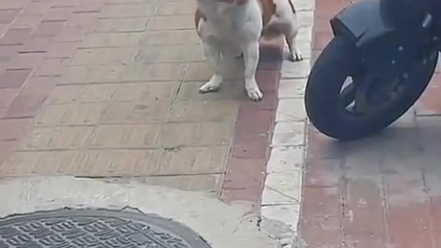 Owning a dog is the only kind of love money can buy