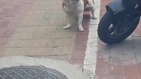 Owning a dog is the only kind of love money can buy