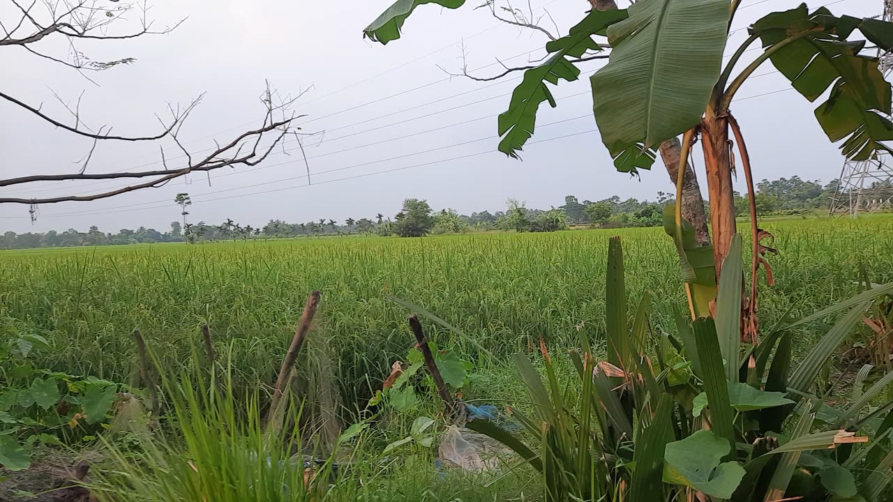 Daily Vlog and A Happy Afternoon Tour to my Gram Bangla || Banti And His Village ||