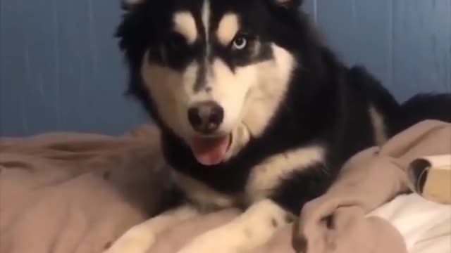 A husky reacts funny