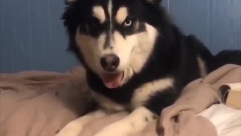 A husky reacts funny