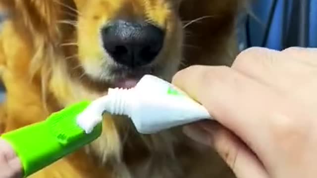 Brush your dog's teeth!