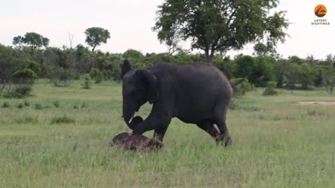 Baby Elephant Falls after First Steps & Makes Mom Worried