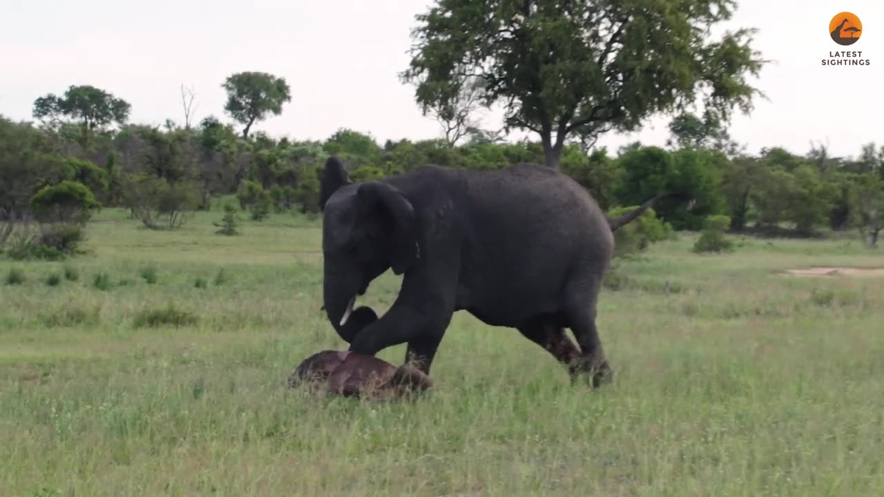 Baby Elephant Falls after First Steps & Makes Mom Worried