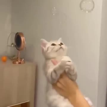 Cute Cats video || Funny and cute Cats