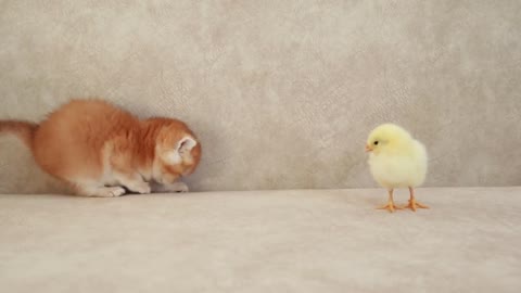 Kittens walk with a tiny chicken