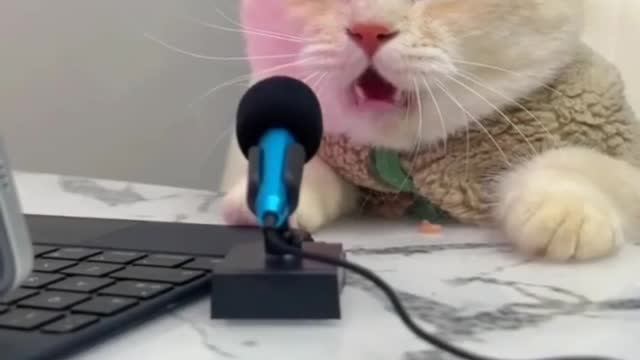 Cat singing song 😆😆