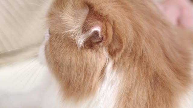 A Cat On The Floor Looking Curiously At The Camera