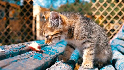 Homeless great kidding eating in slow motion