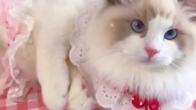 #Tiktok Cat #Shorts | Cute Cat - video funny