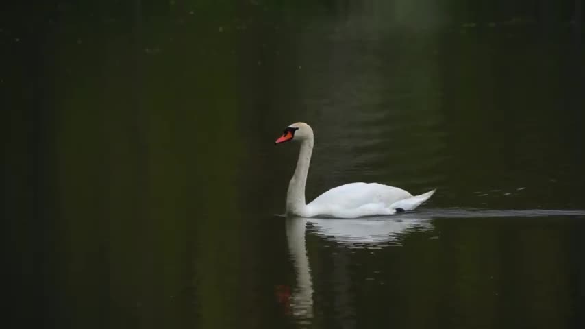 Funny animal video, beautiful animal video, swan video, funny swan video, lenkasmn Tec.